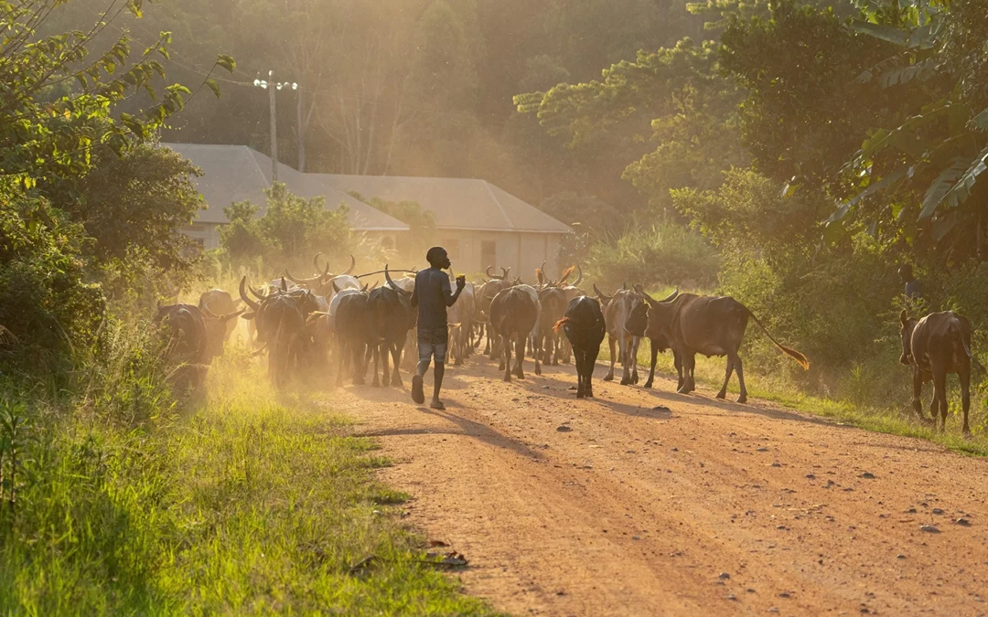 Zoonoses in Africa: A Growing Public Health Challenge